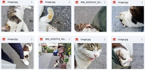 ネコを見かけたら